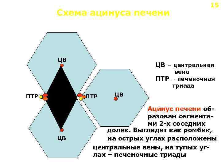 Схема ацинуса печени ЦВ 15 ЦВ – центральная вена ПТР – печеночная триада ПТР