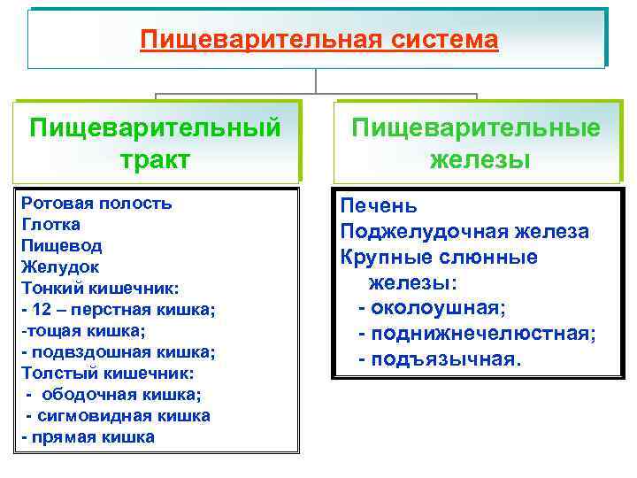 Пищеварительная система Пищеварительный тракт Ротовая полость Глотка Пищевод Желудок Тонкий кишечник: - 12 –