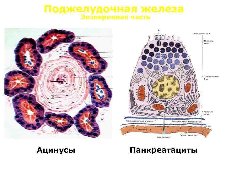 Поджелудочная железа Экзокринная часть 2 Ацинусы 1 3 Панкреатациты 
