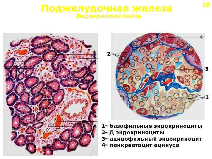 Поджелудочная железа 19 Эндокринная часть 4 2 3 1 1234 - базофильные эндокриноциты Д