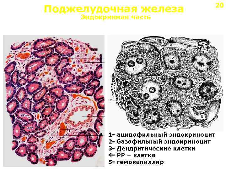 Поджелудочная железа 20 Эндокринная часть 12345 - ацидофильный эндокриноцит базофильный эндокриноцит Дендритические клетки РР