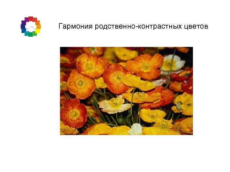 Гармония родственно-контрастных цветов 