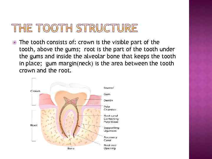  The tooth consists of: crown is the visible part of the tooth, above