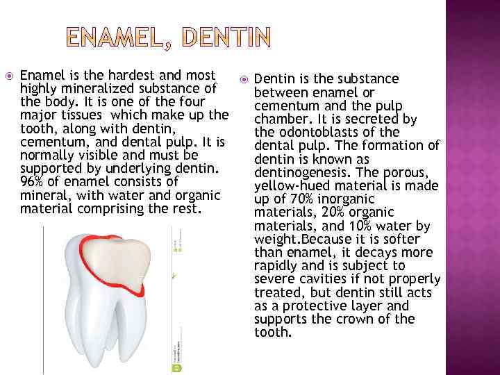  Enamel is the hardest and most highly mineralized substance of the body. It