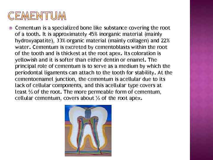  Cementum is a specialized bone like substance covering the root of a tooth.