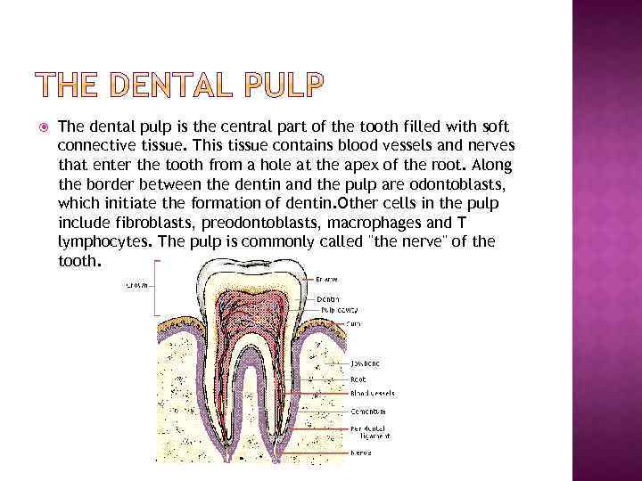  The dental pulp is the central part of the tooth filled with soft