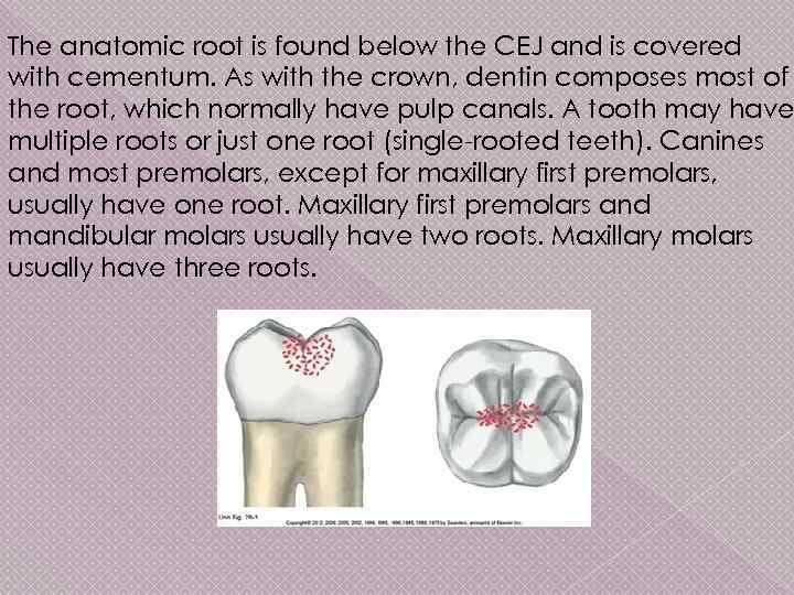 The anatomic root is found below the CEJ and is covered with cementum. As