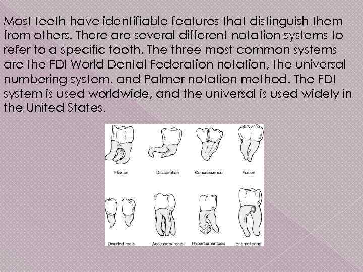 Most teeth have identifiable features that distinguish them from others. There are several different