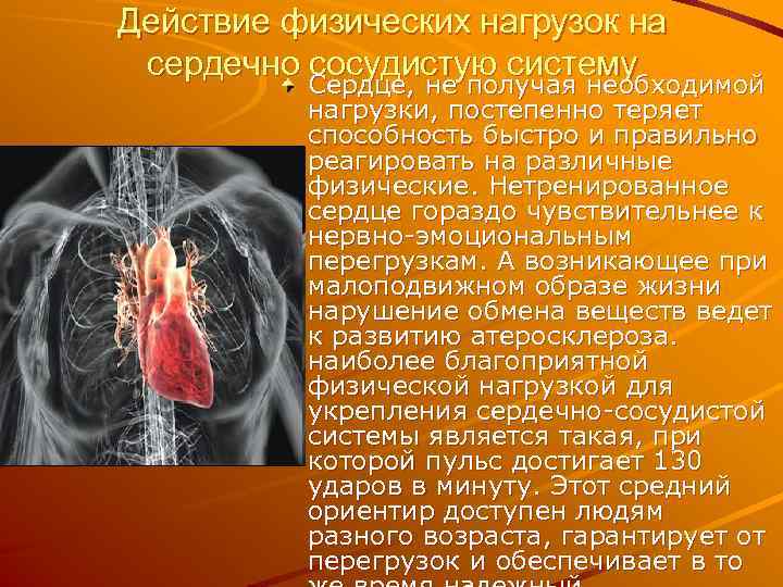 Действие физических нагрузок на сердечно сосудистую систему Сердце, не получая необходимой нагрузки, постепенно теряет