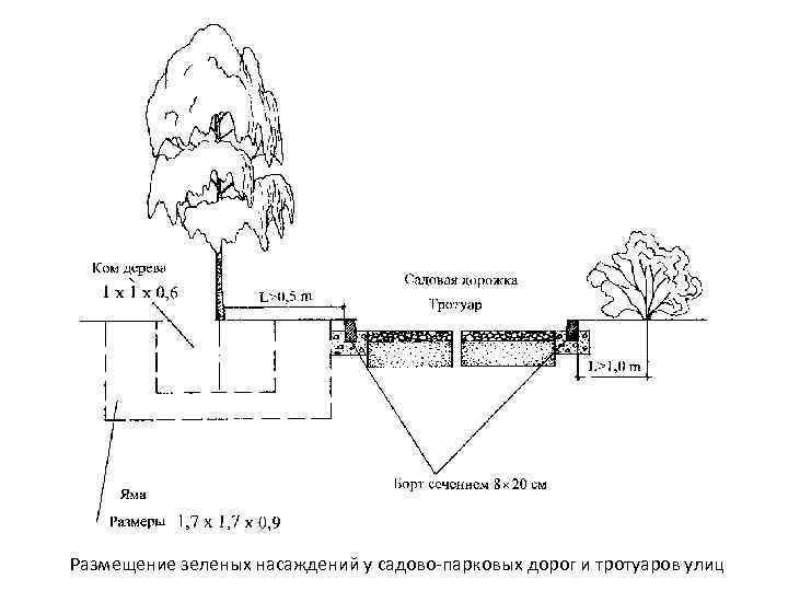 Размещение зеленых насаждений у садово парковых дорог и тротуаров улиц 