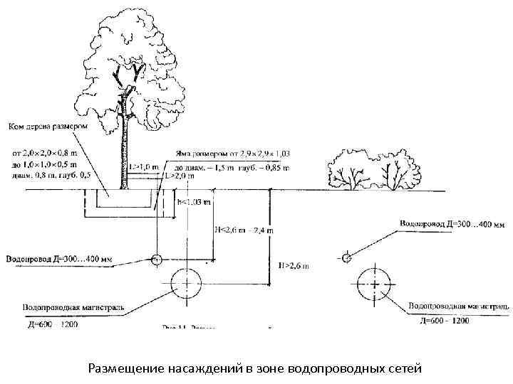 Размещение насаждений в зоне водопроводных сетей 