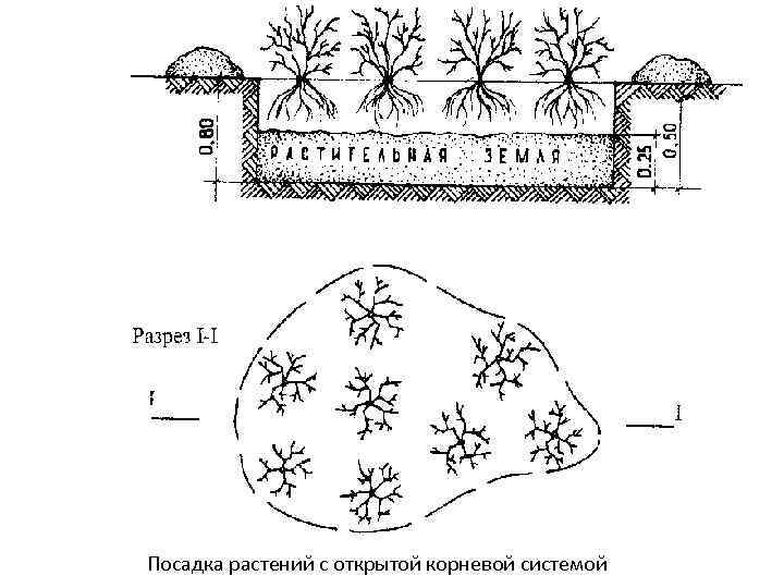 Посадка растений с открытой корневой системой 