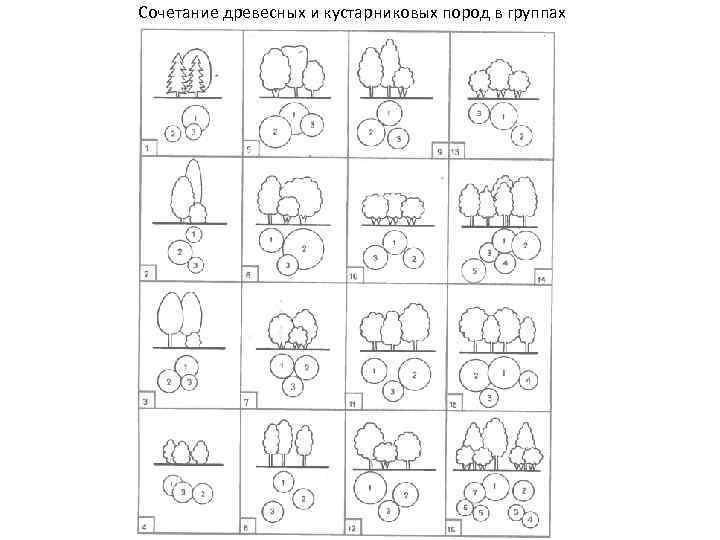 Сочетание древесных и кустарниковых пород в группах 