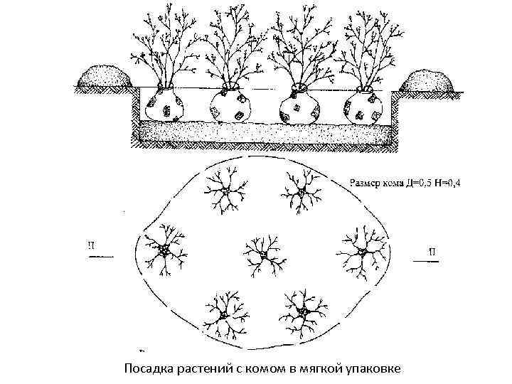 Посадка растений с комом в мягкой упаковке 