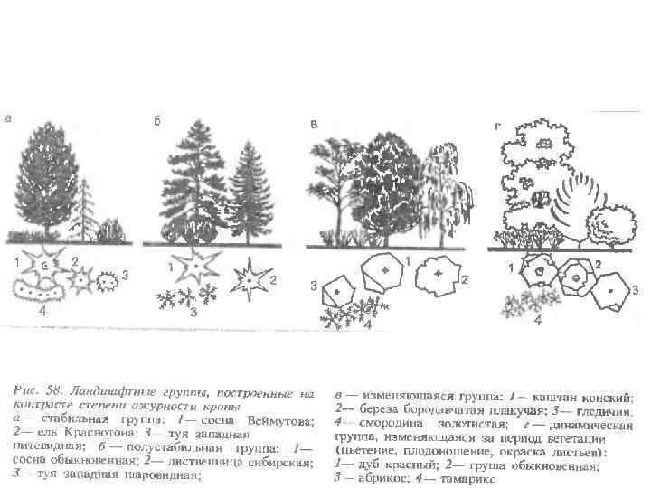 Береза схема посадки