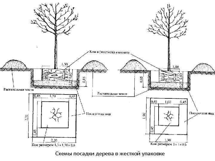 Схемы посадки дерева в жесткой упаковке 