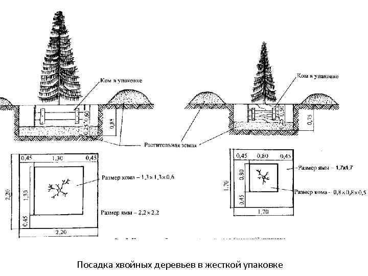 Посадка хвойных деревьев в жесткой упаковке 