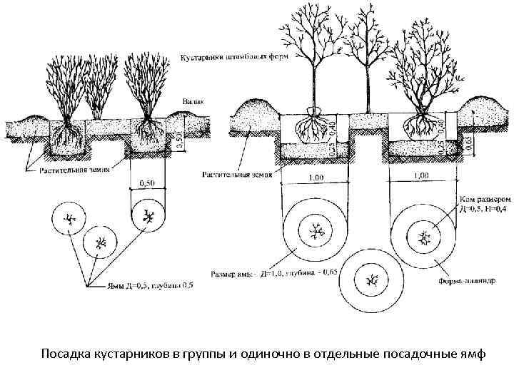 Посадка кустарников в группы и одиночно в отдельные посадочные ямф 