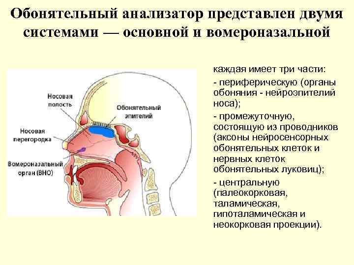 Обонятельный анализатор представлен двумя системами — основной и вомероназальной каждая имеет три части: периферическую