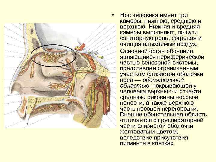  • Hoc человека имеет три камеры: нижнюю, среднюю и верхнюю. Нижняя и средняя