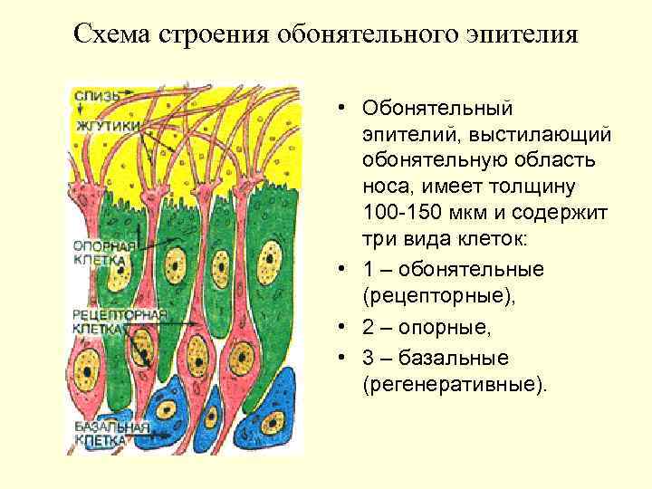 Схема строения обонятельного эпителия • Обонятельный эпителий, выстилающий обонятельную область носа, имеет толщину 100