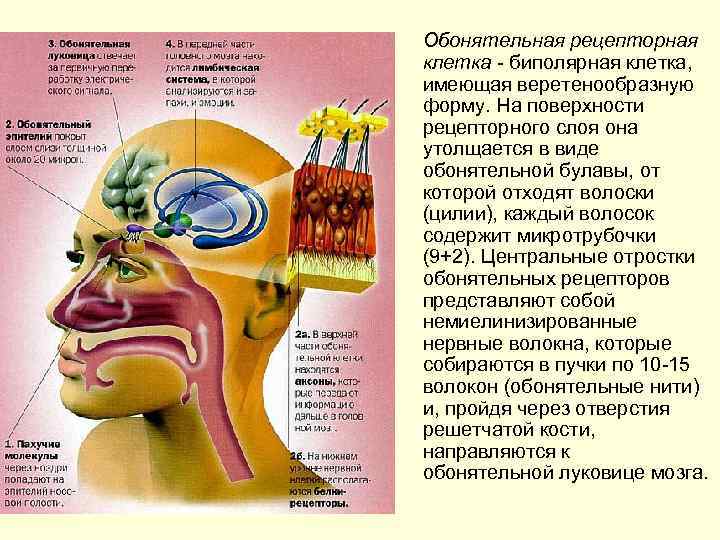 Обонятельная рецепторная клетка биполярная клетка, имеющая веретенообразную форму. На поверхности рецепторного слоя она утолщается