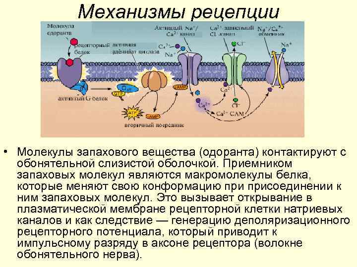 Механизмы рецепции • Молекулы запахового вещества (одоранта) контактируют с обонятельной слизистой оболочкой. Приемником запаховых