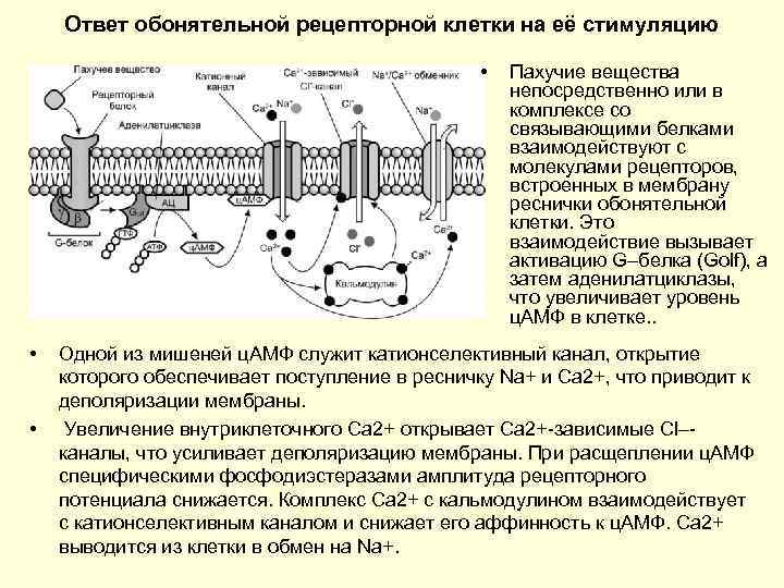 Ответ обонятельной рецепторной клетки на её стимуляцию • • • Пахучие вещества непосредственно или