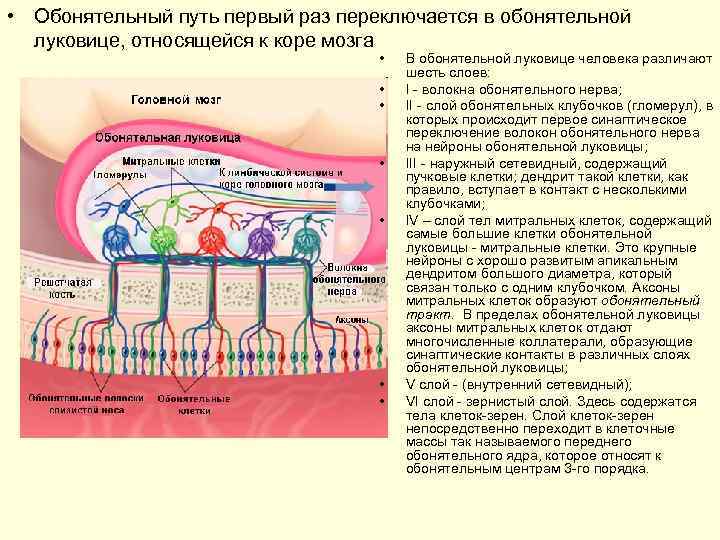  • Обонятельный путь первый раз переключается в обонятельной луковице, относящейся к коре мозга