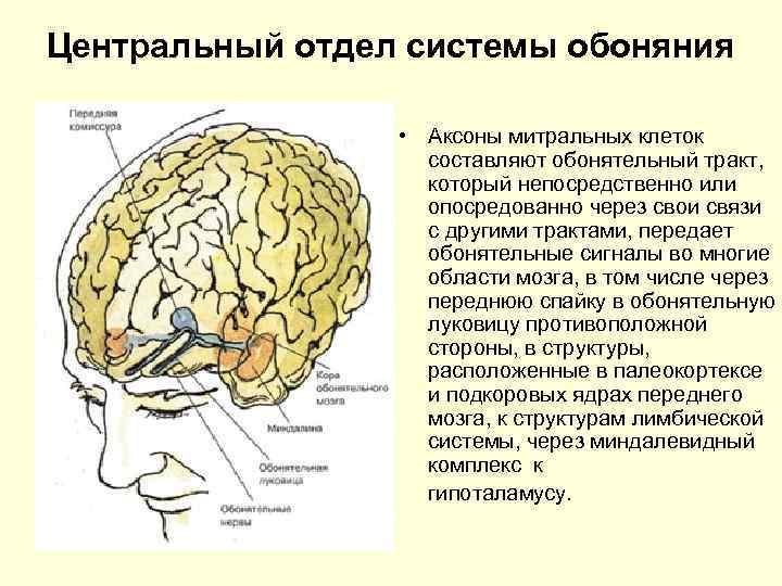 Центральный отдел системы обоняния • Аксоны митральных клеток составляют обонятельный тракт, который непосредственно или