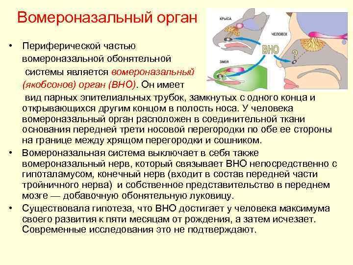 Вомероназальный орган • Периферической частью вомероназальной обонятельной системы является вомероназальный (якобсонов) орган (ВНО). Он