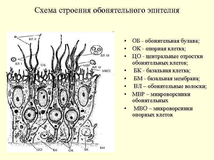 Схема строения обонятельного эпителия • ОБ - обонятельная булава; • ОК - опорная клетка;