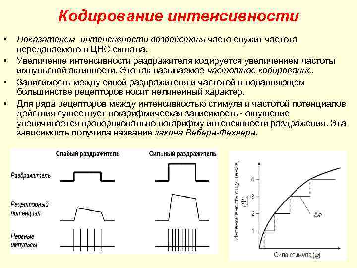 Кодирование интенсивности • • Показателем интенсивности воздействия часто служит частота передаваемого в ЦНС сигнала.