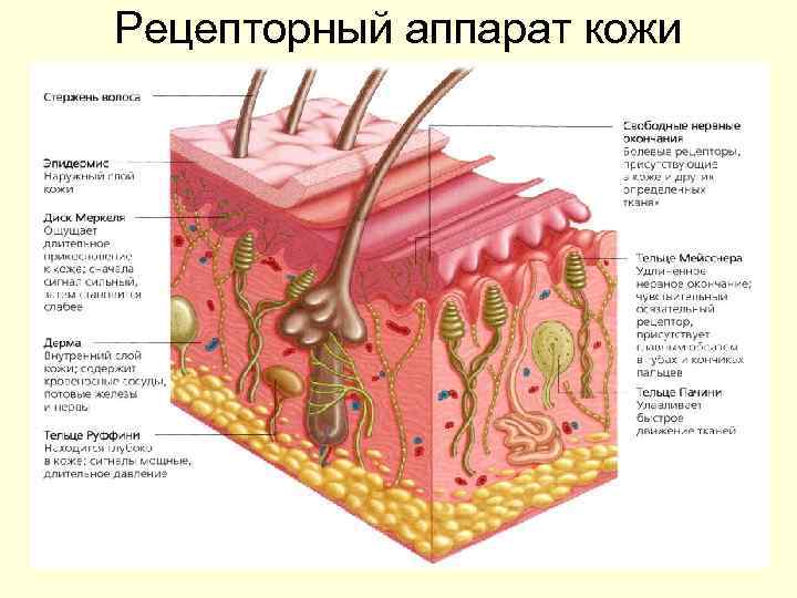 Рецепторный аппарат кожи 