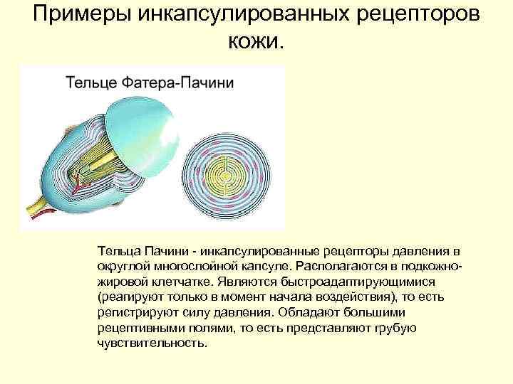 Примеры инкапсулированных рецепторов кожи. Тельца Пачини инкапсулированные рецепторы давления в округлой многослойной капсуле. Располагаются