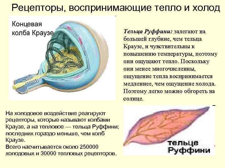 Рецепторы, воспринимающие тепло и холод Тельца Руффини: залегают на большей глубине, чем тельца Краузе,