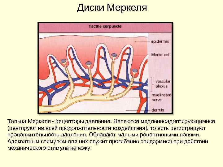 Диски Меркеля Тельца Меркеля рецепторы давления. Являются медленноадаптирующимися (реагируют на всей продолжительности воздействия), то