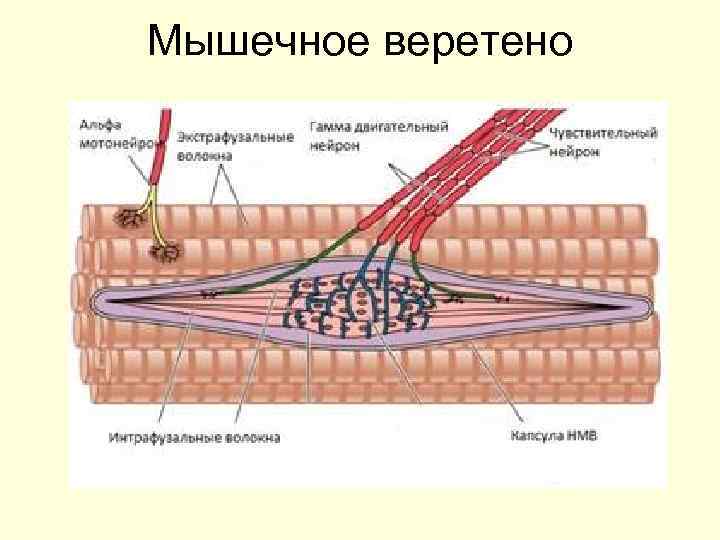 Мышечное веретено 