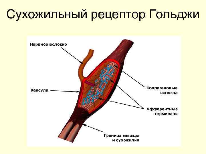 Сухожильный рецептор Гольджи 