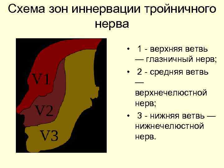 Схема зон иннервации тройничного нерва • 1 верхняя ветвь — глазничный нерв; • 2