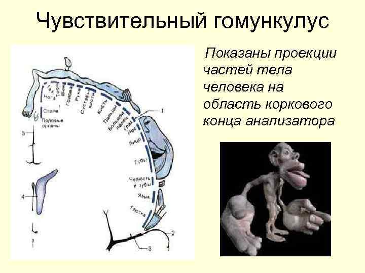 Чувствительный гомункулус Показаны проекции частей тела человека на область коркового конца анализатора 