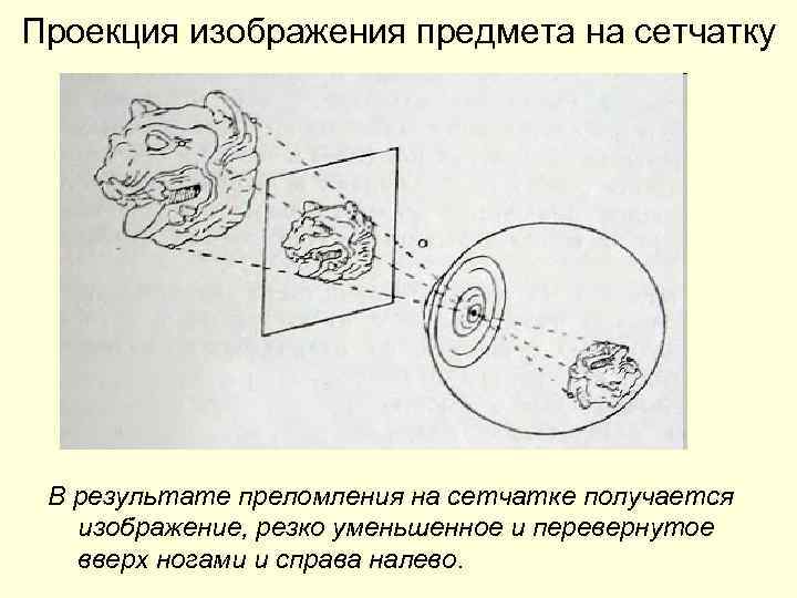 Проекция изображения предмета на сетчатку В результате преломления на сетчатке получается изображение, резко уменьшенное