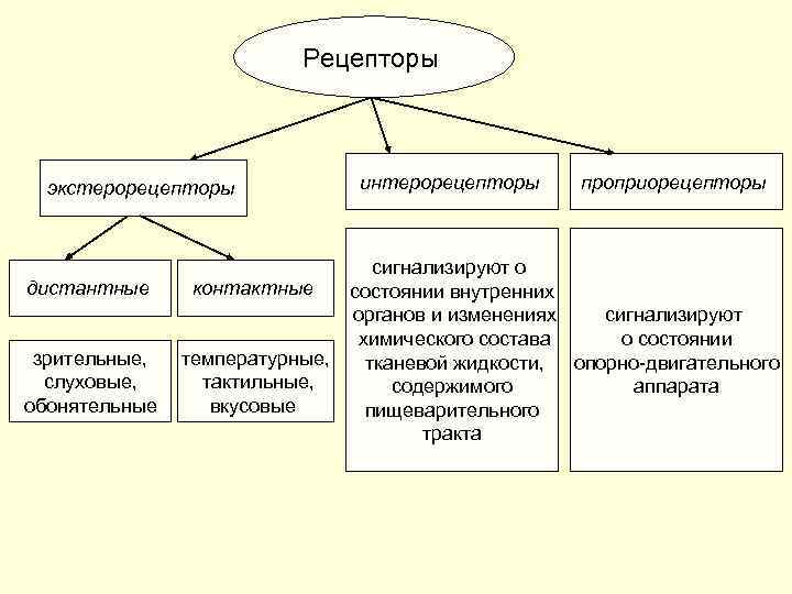 Рецепторы экстерорецепторы дистантные зрительные, слуховые, обонятельные интерорецепторы проприорецепторы сигнализируют о контактные состоянии внутренних органов