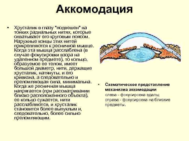 Аккомодация • Хрусталик в глазу "подвешен" на тонких радиальных нитях, которые охватывают его круговым