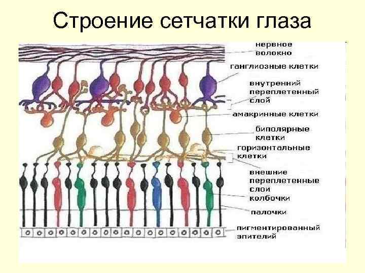 Строение сетчатки глаза 