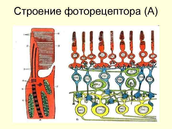 Строение фоторецептора (А) 