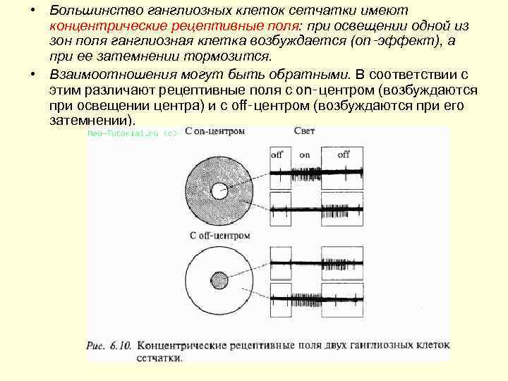  • Большинство ганглиозных клеток сетчатки имеют концентрические рецептивные поля: при освещении одной из