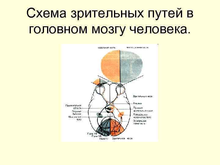 Схема зрительных путей в головном мозгу человека. 