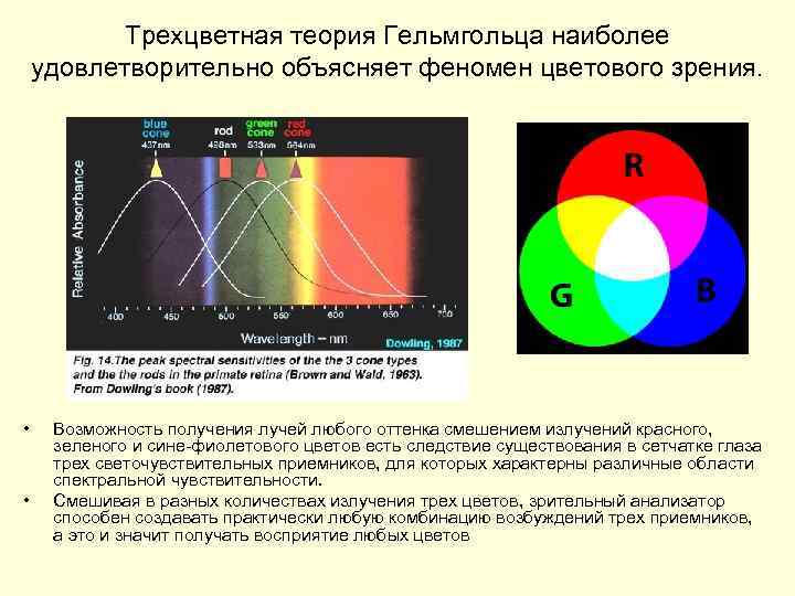 Трехцветная теория Гельмгольца наиболее удовлетворительно объясняет феномен цветового зрения. • • Возможность получения лучей