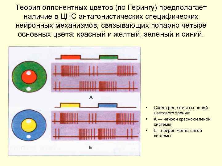 Теория оппонентных цветов (по Герингу) предполагает наличие в ЦНС антагонистических специфических нейронных механизмов, связывающих